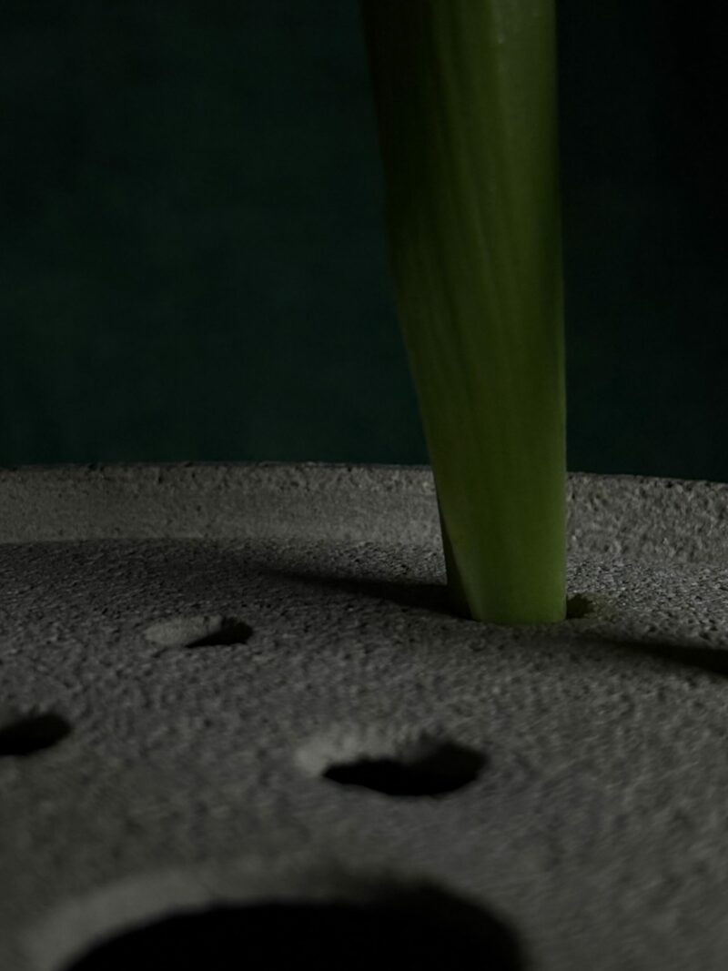 ONA V – Image 2